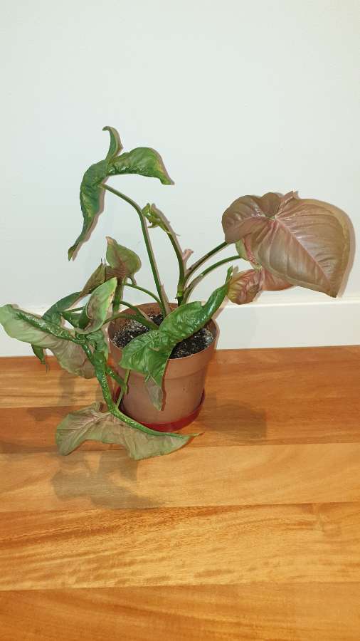 Zroślicha Neonowa, Syngonium 'Neon Robusta' najprawdopodobniej  4