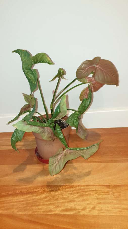 Zroślicha Neonowa, Syngonium 'Neon Robusta' najprawdopodobniej  2