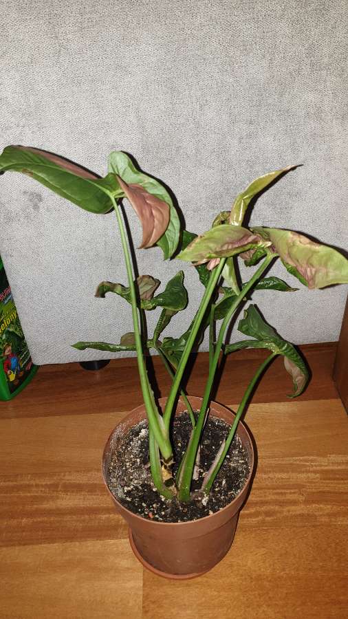Zroślicha Neonowa, Syngonium 'Neon Robusta' najprawdopodobniej  4