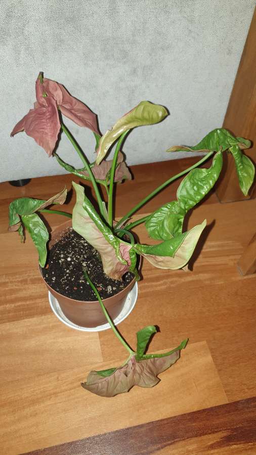Zroślicha Neonowa, Syngonium 'Neon Robusta' najprawdopodobniej  4