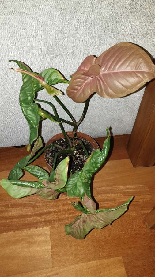 Zroślicha Neonowa, Syngonium 'Neon Robusta' najprawdopodobniej  2