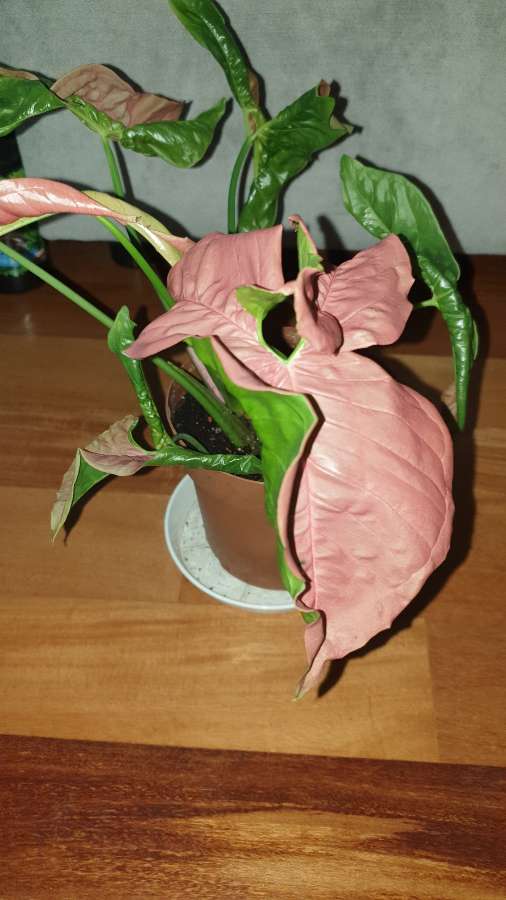 Zroślicha Neonowa, Syngonium 'Neon Robusta' najprawdopodobniej  2