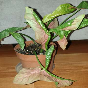 Zroślicha Neonowa, Syngonium 'Neon Robusta' najprawdopodobniej 