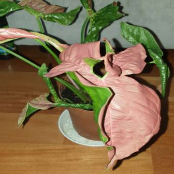 Zroślicha Neonowa, Syngonium 'Neon Robusta' najprawdopodobniej 