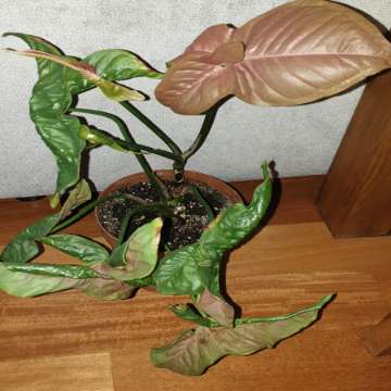 Zroślicha Neonowa, Syngonium 'Neon Robusta' najprawdopodobniej 