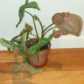 Zroślicha Neonowa, Syngonium 'Neon Robusta' najprawdopodobniej 