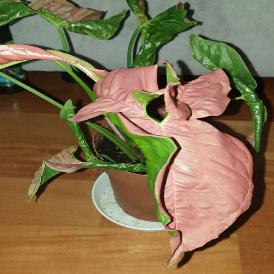 Zroślicha Neonowa, Syngonium 'Neon Robusta' najprawdopodobniej 