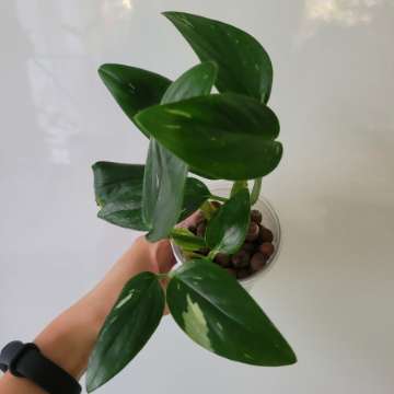 Monstera peru