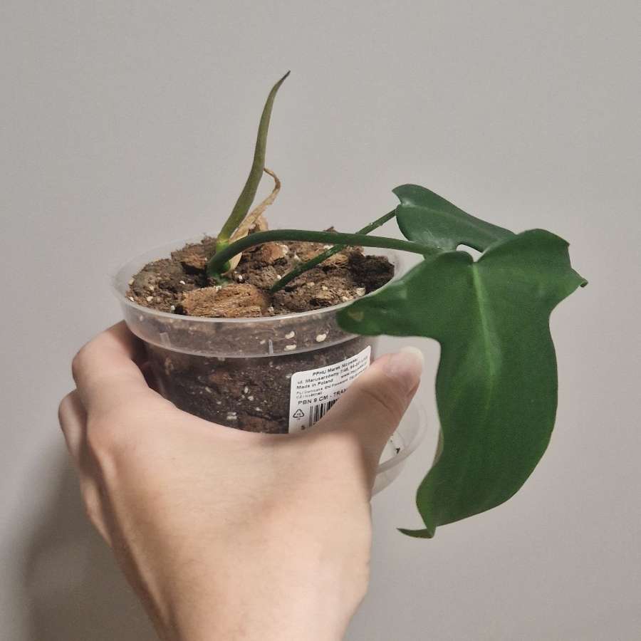 Philodendron pedatum