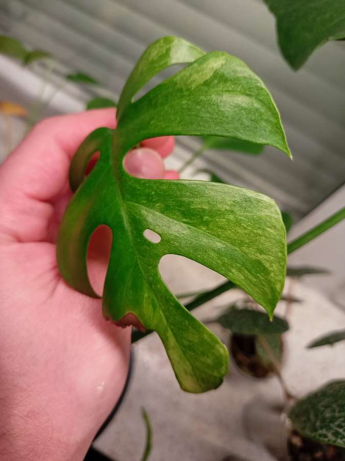 Rhaphidophora Tetrasperma Variegata "Mint" 4