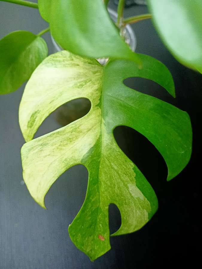 Rhaphidophora Tetrasperma Variegata "Mint" 3