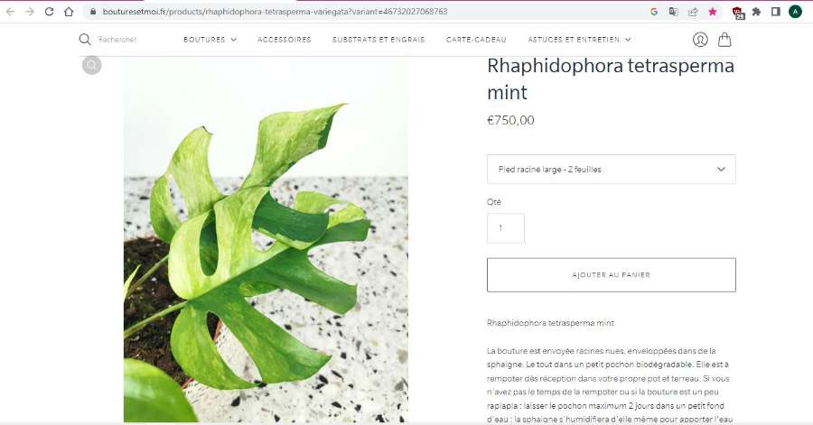 Rhaphidophora Tetrasperma Variegata "Mint" 2