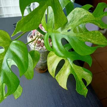 Rhaphidophora Tetrasperma Variegata "Mint"