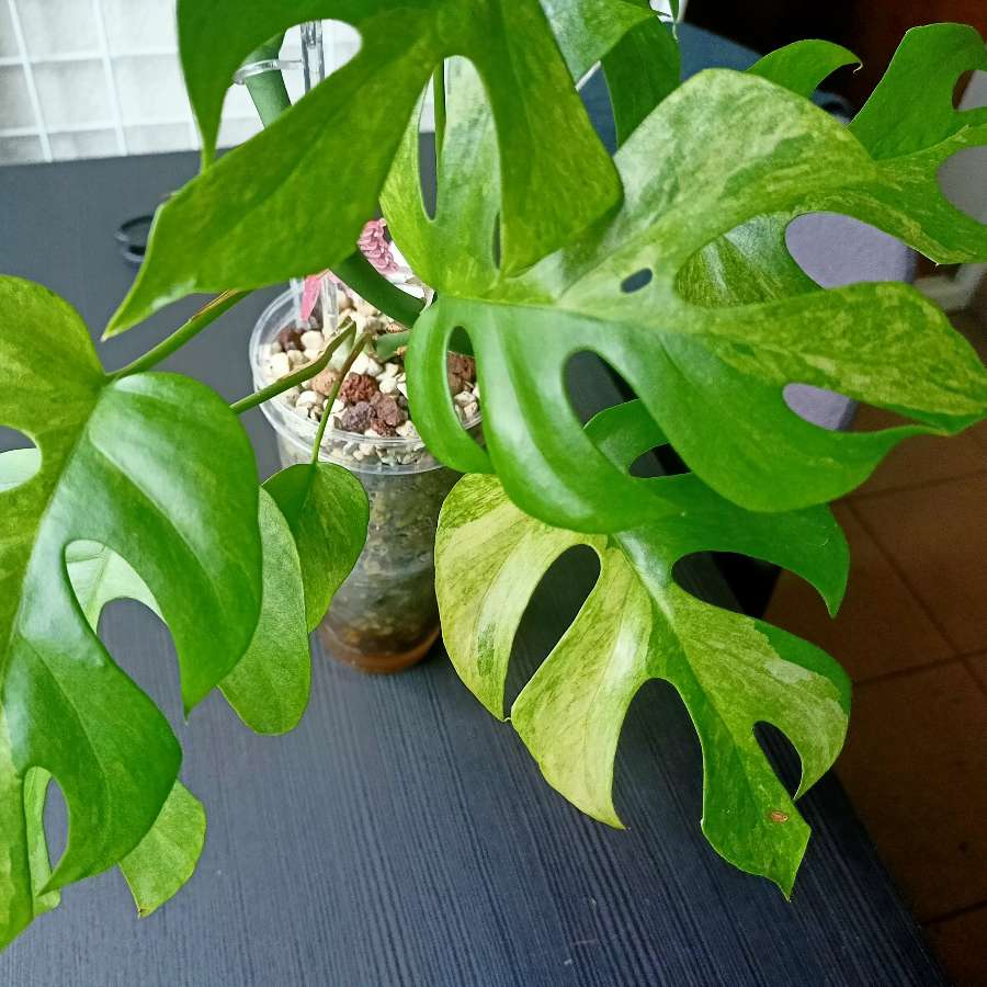 Rhaphidophora Tetrasperma Variegata "Mint"