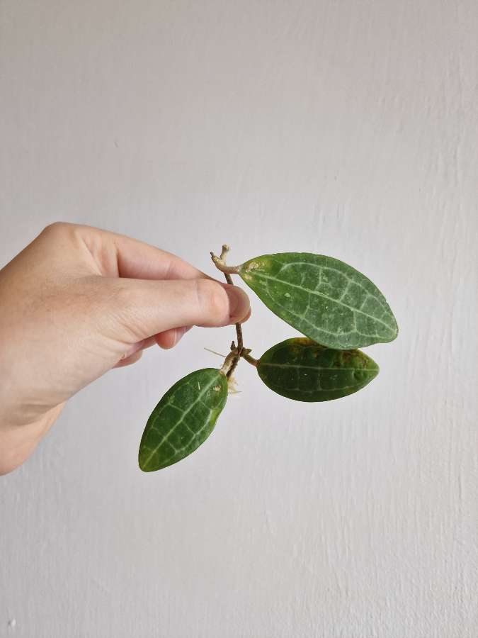 Hoya elliptica 3