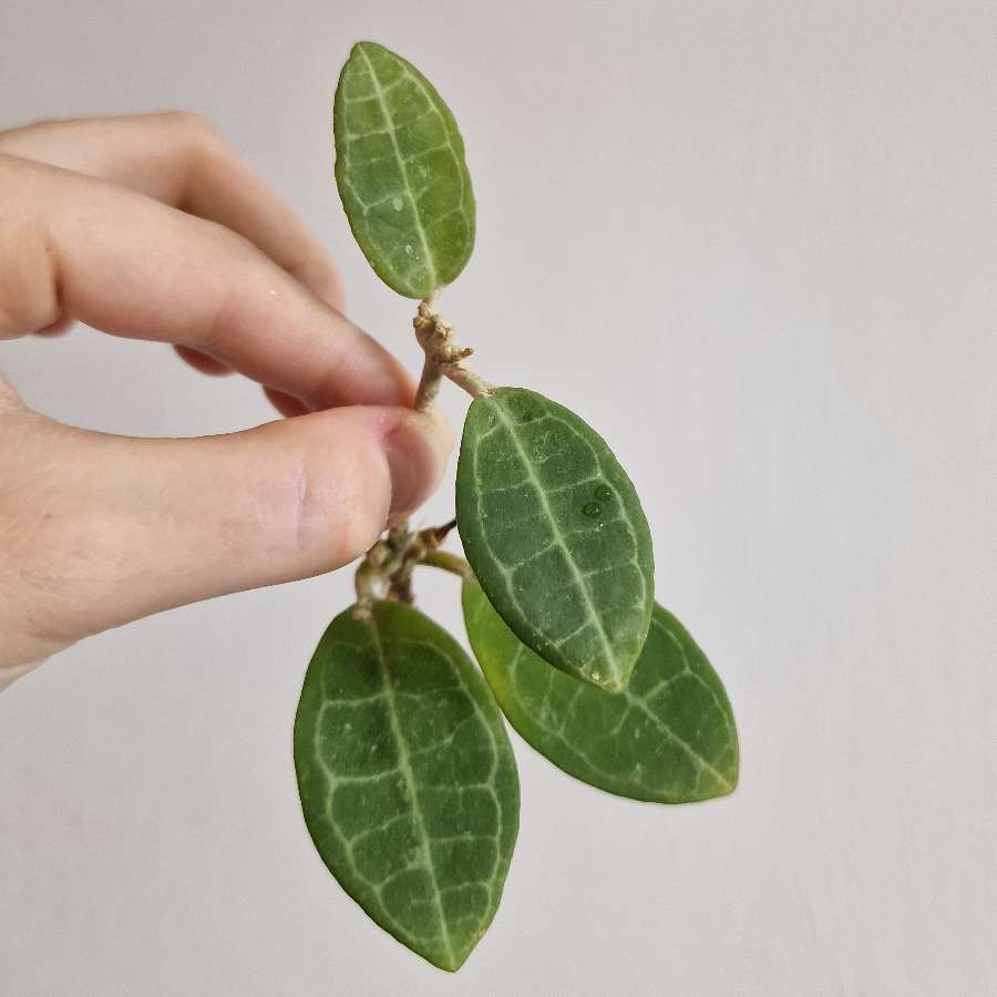 Hoya elliptica