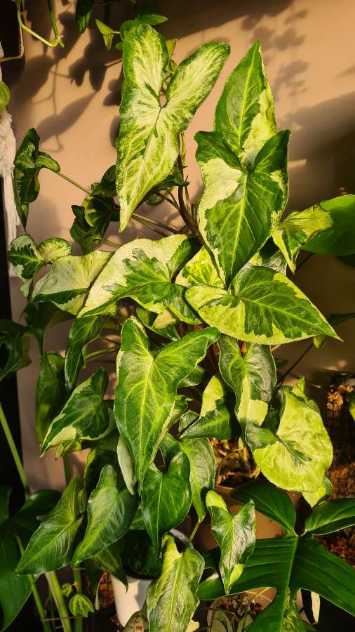 Syngonium three kings 3