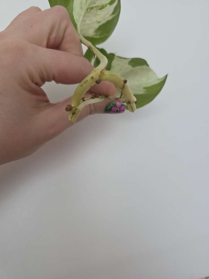 Epi happy leaf 2
