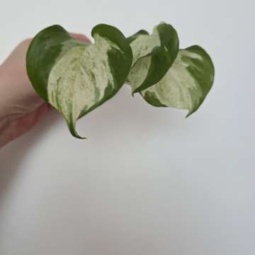 Epi happy leaf