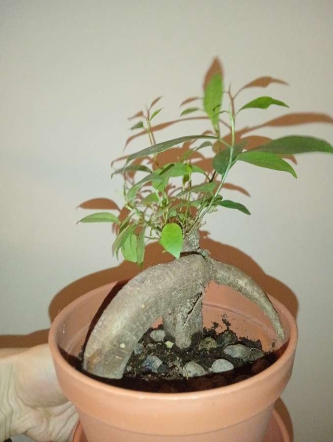 Bonsai 5