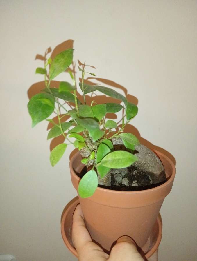 Bonsai 4