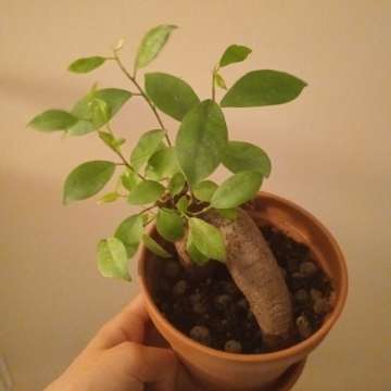 Bonsai