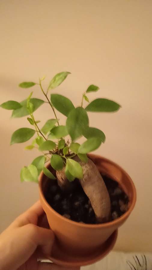 Bonsai 3