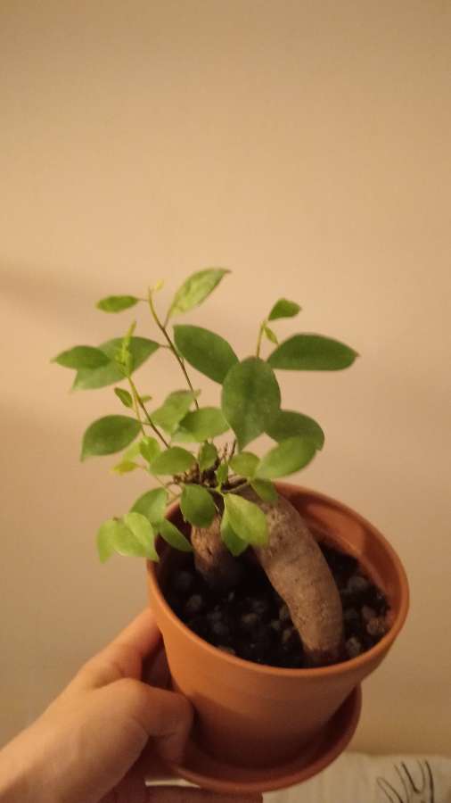Bonsai 2