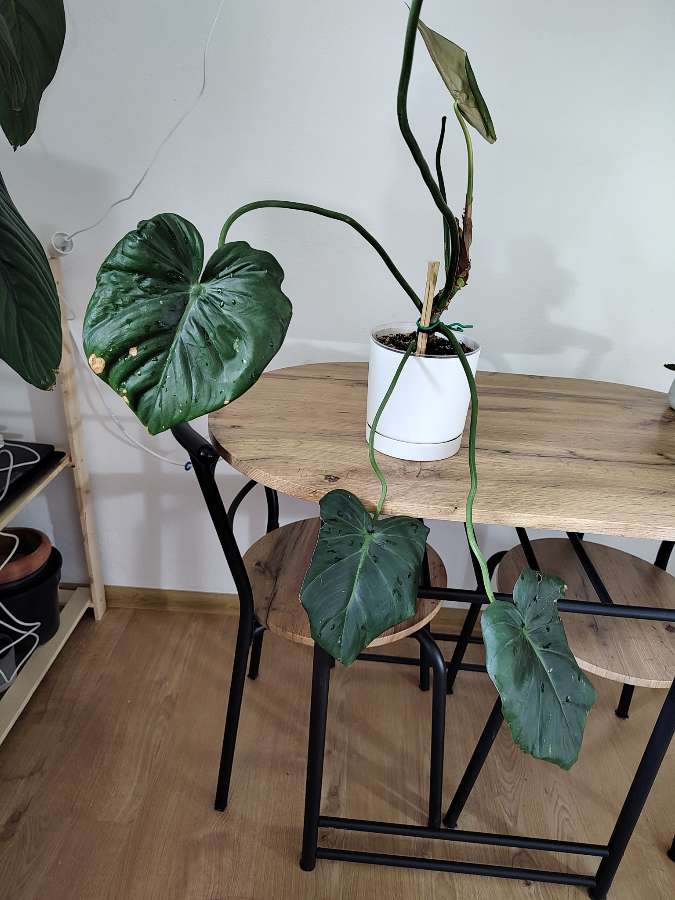 Philodendron pastazanum 4