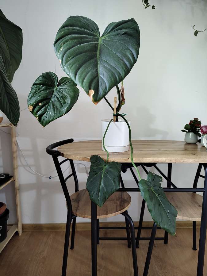 Philodendron pastazanum 2
