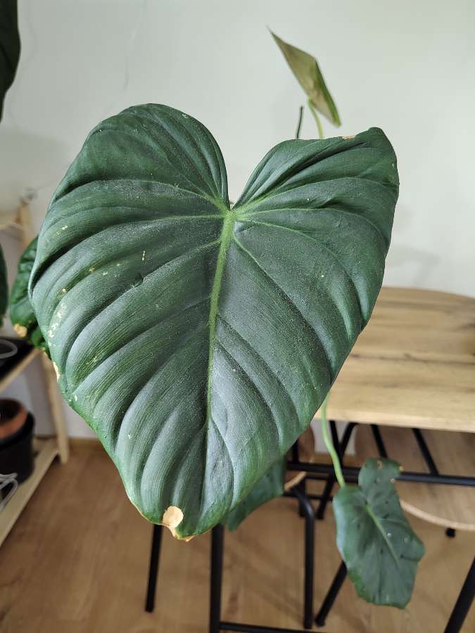 Philodendron pastazanum 3