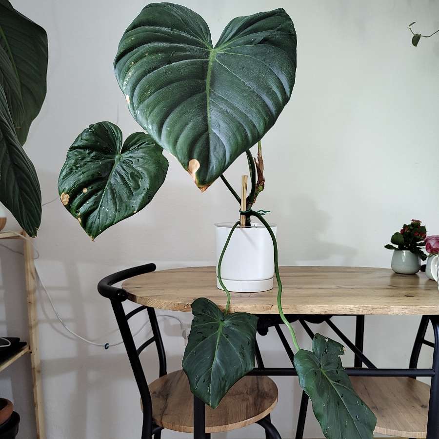 Philodendron pastazanum