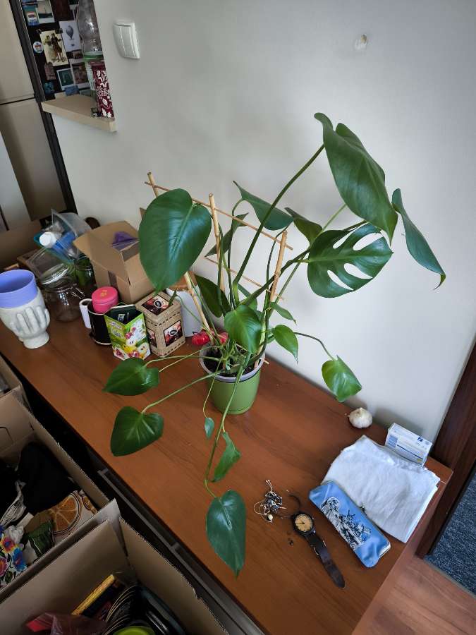 Monstera deliciosa 4