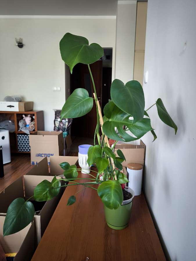 Monstera deliciosa 3