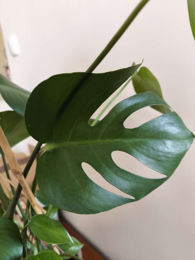 Monstera deliciosa 2