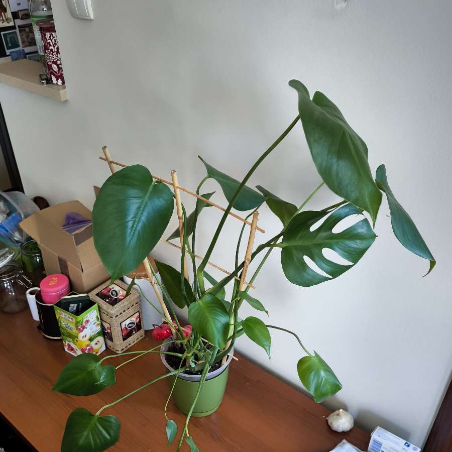 Monstera deliciosa