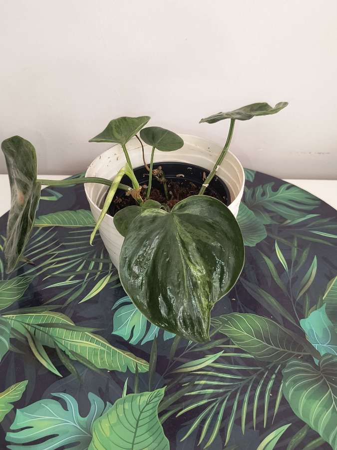 Philodendron hadereceum veriagata 3