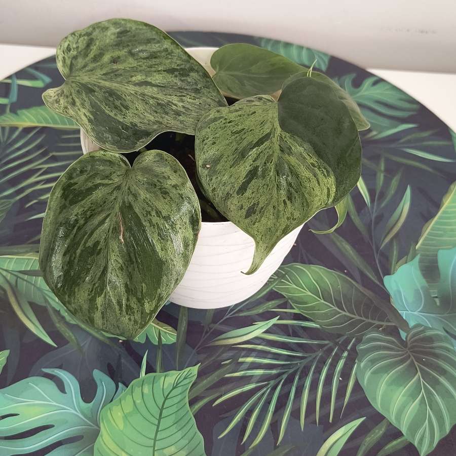 Philodendron hadereceum veriagata