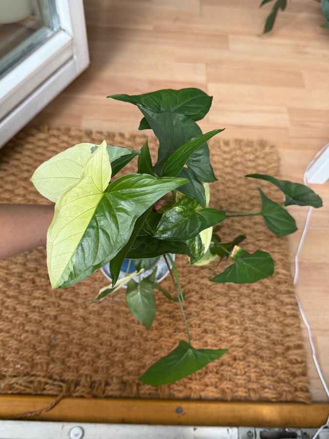 syngonium emerald gem 3