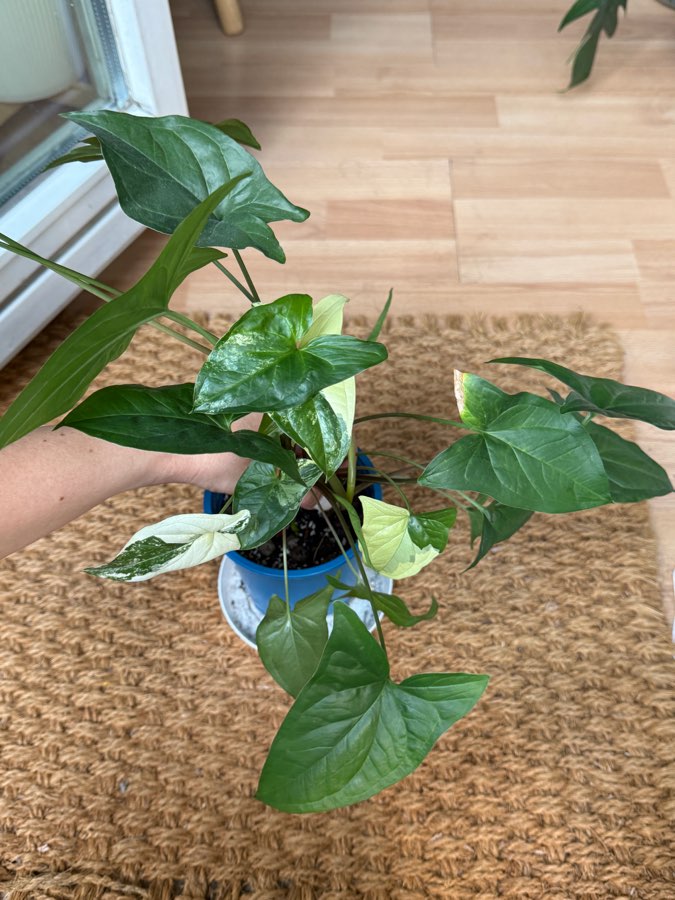 syngonium emerald gem 4