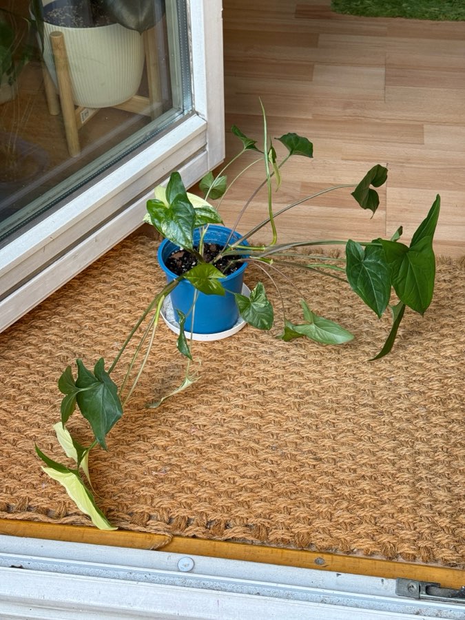 syngonium emerald gem 2