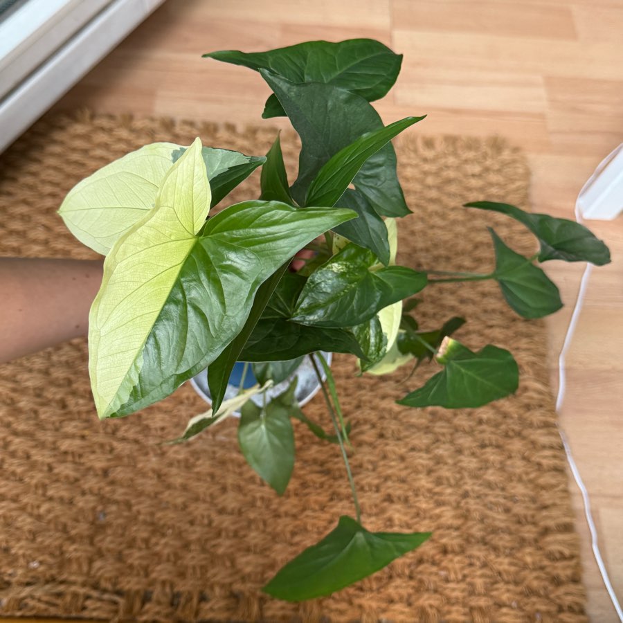 syngonium emerald gem