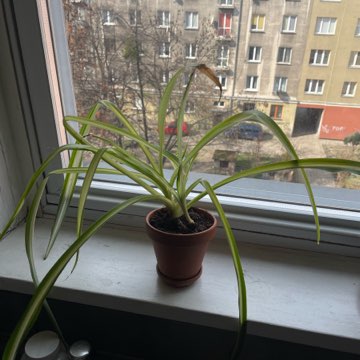 Zielistka roślina doniczkowa + doniczka gliniana i podstawka