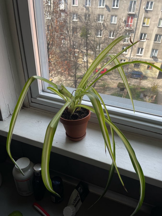 Zielistka roślina doniczkowa + doniczka gliniana i podstawka 2