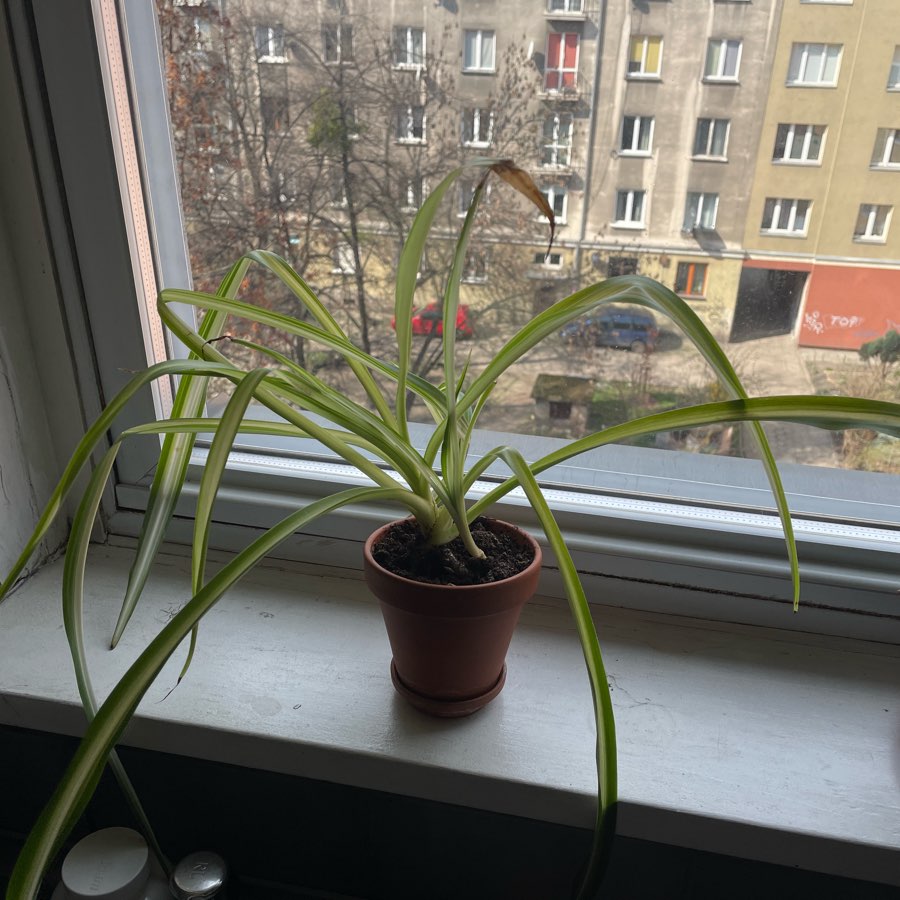 Zielistka roślina doniczkowa + doniczka gliniana i podstawka