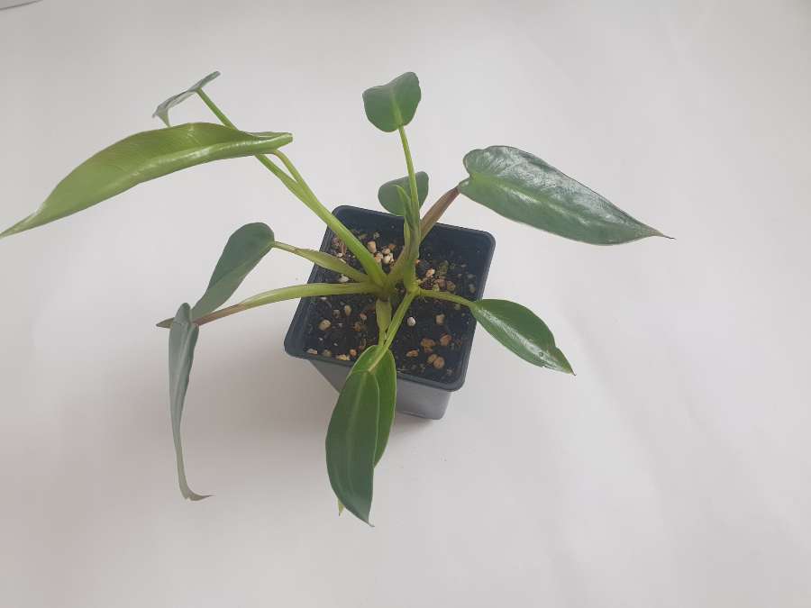 Philodendron spiritus-sancti 3