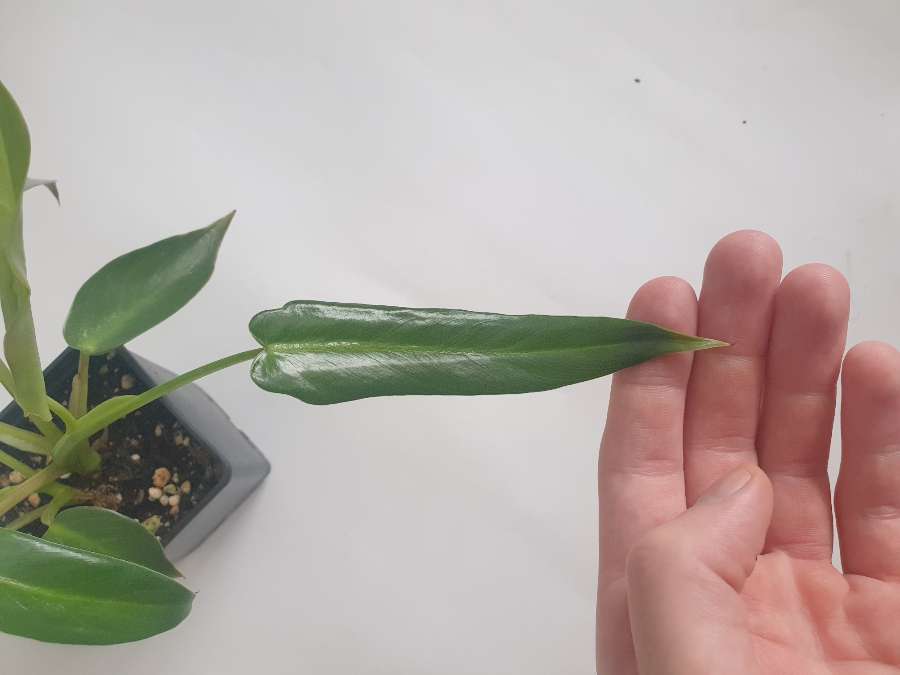 Philodendron spiritus-sancti 2