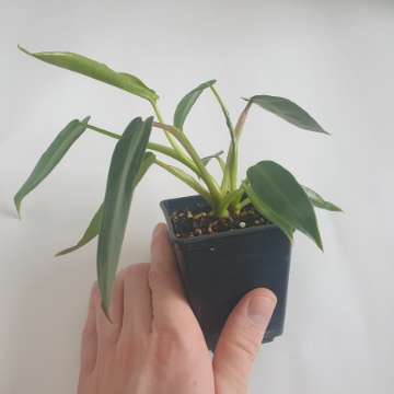 Philodendron spiritus-sancti