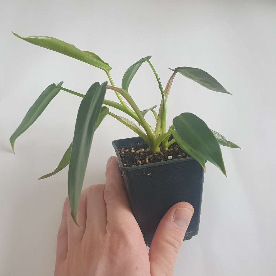 Philodendron spiritus-sancti