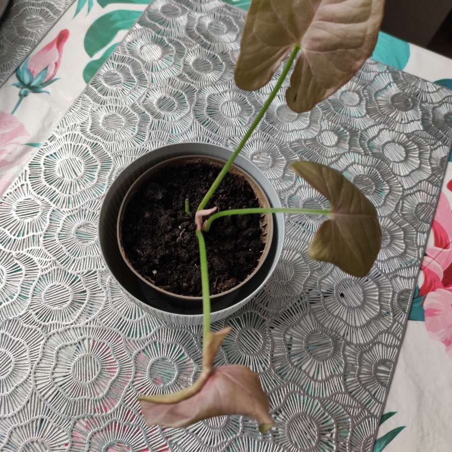 Syngonium neon robusta